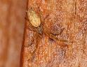 Uloborus_barbipes_D7171_Z_90_Kidmans camp_Australie